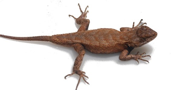 lizard_squad01